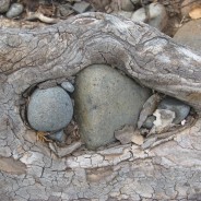 My Tree by Moving Water;  Where Root Meets Rock
