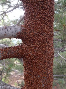 Ladybugs on tree