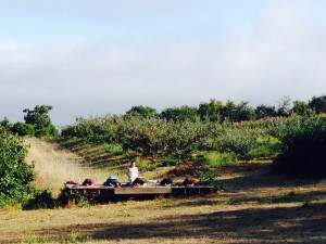 Farm yogis resting in child's pose at the UC Santa Cruz Farm. Photo by Kate Watters