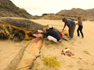 A dead whale found on the shore of Cantu Cove, San Felipe in Baja California. Photo by Raine Fisher