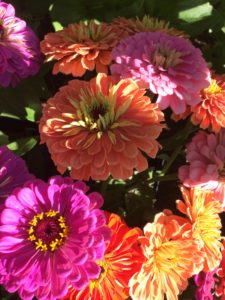 zinnias-always-make-the-author-giddy-with-delight-photos-by-the-author