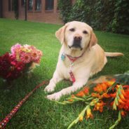 Remembering Charlie; Life with a Canine Copilot