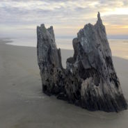Stumped; Time travel on an Oregon beach, and in Arizona
