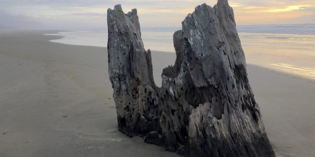 Stumped; Time travel on an Oregon beach, and in Arizona