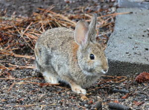 Photograph of a crouched rabbit