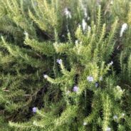 Letting It Go; A lesson from rosemary