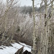 ISO Season, Cold but Beautiful