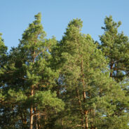 Spring Break, By Hand (Mostly)