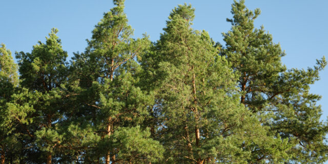 Spring Break, By Hand (Mostly)