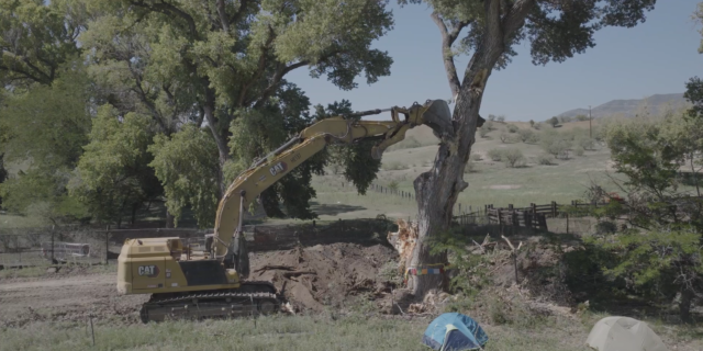 Epitaph for the Desert Cottonwoods